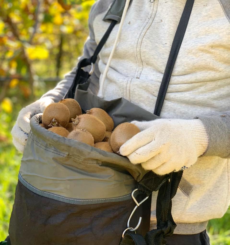 Campo de producción de Maramet Kiwi